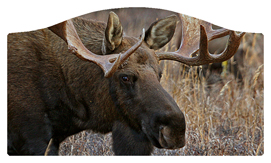 DASHELL-314 Gone Hunting (Moose)